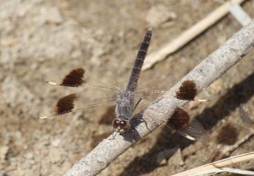Brachythemis impartita